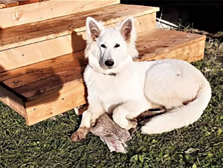 saga-loup-blanc