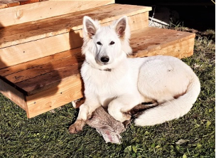 Saga, la chienne du loup blanc