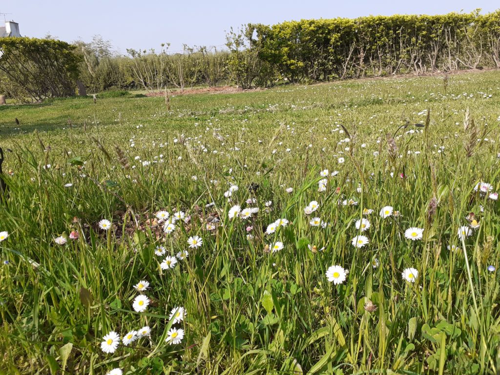 Champ de paquerettes blanches au printemps