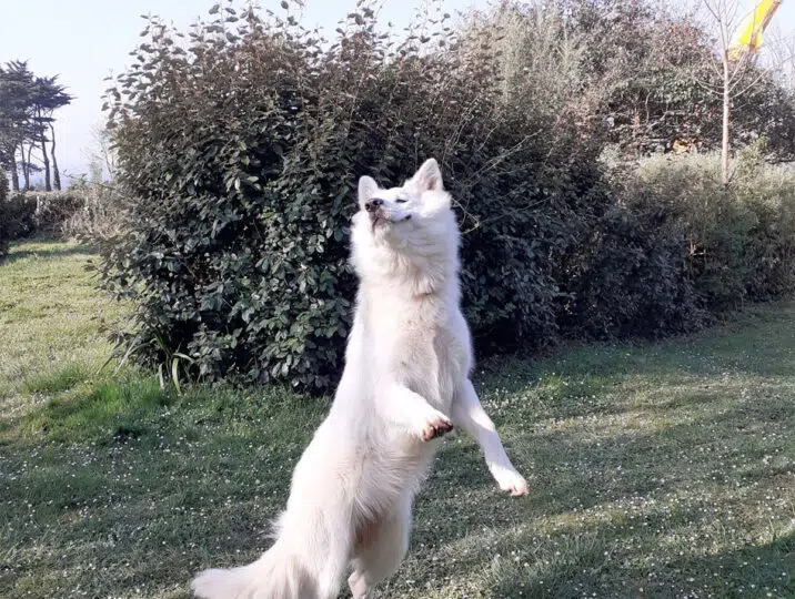 chien-volant