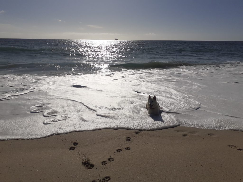 LE LOUP A LA PLAGE MERPERLEUC