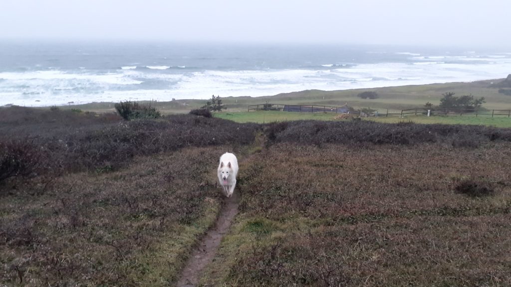 le loup blanc en ballade