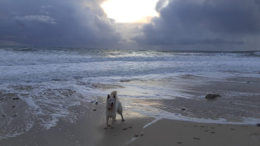 Le loup blanc à la plage