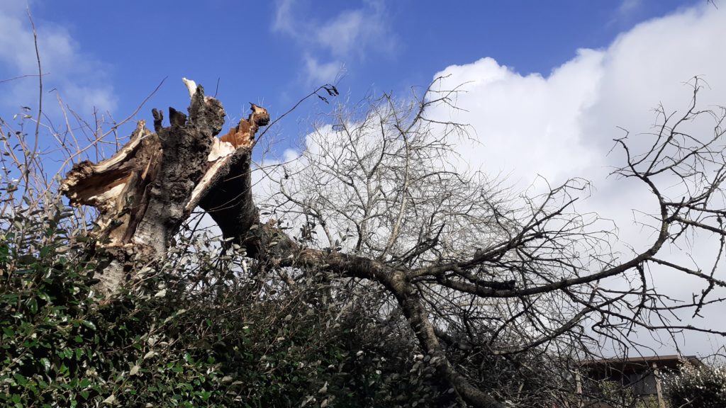 arbre déraciné