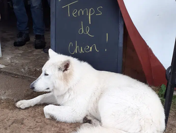temps-de-chien