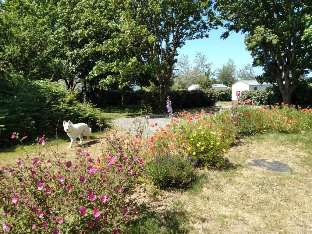 Zone Triskell au loup blanc
