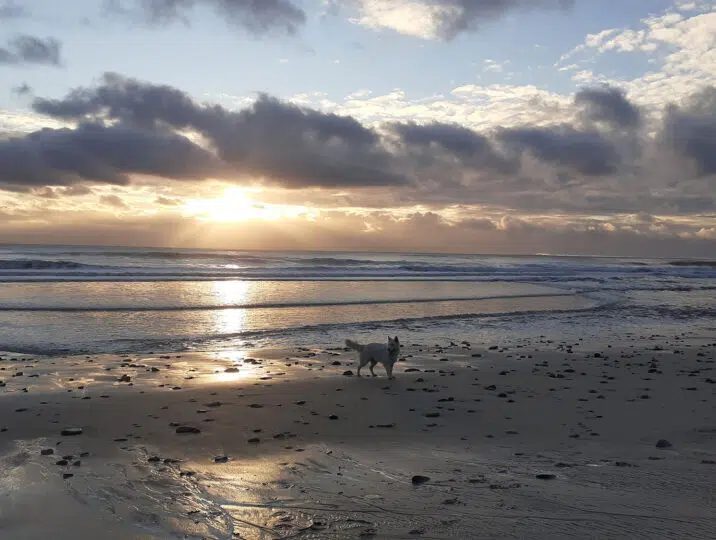 Saga-au-coucher-de-soleil