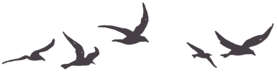 mouettes bretonnes