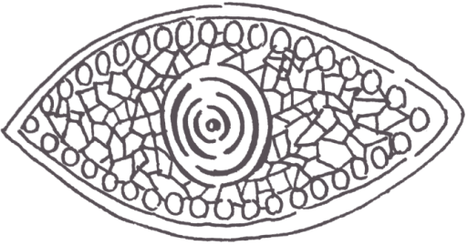 oeil