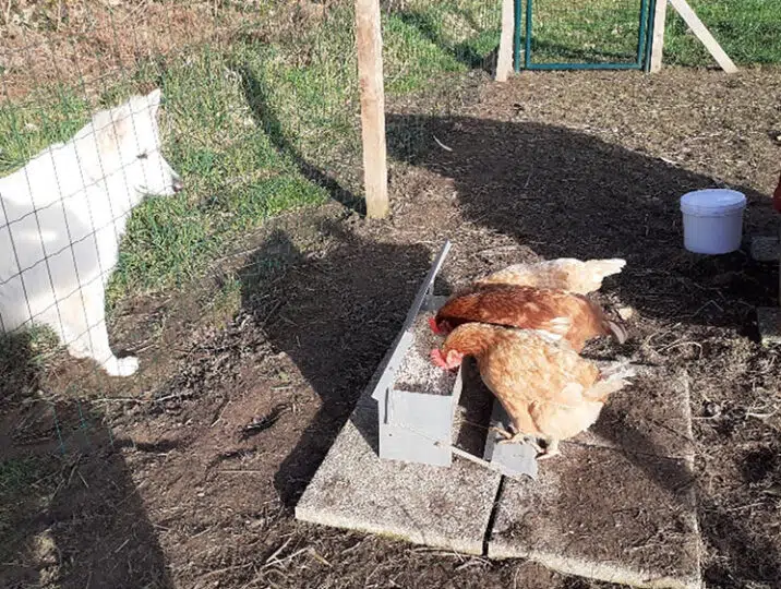 poules