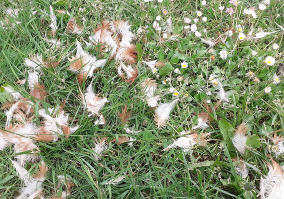 plumes duvet de poules