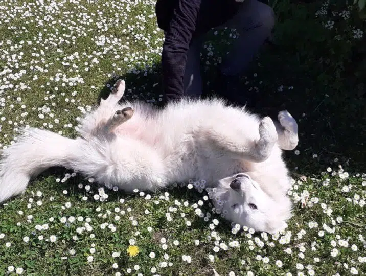 1 Le loup dans les pâquerettes du printemps