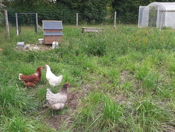 3 Tartine Brioche et Cacahuète