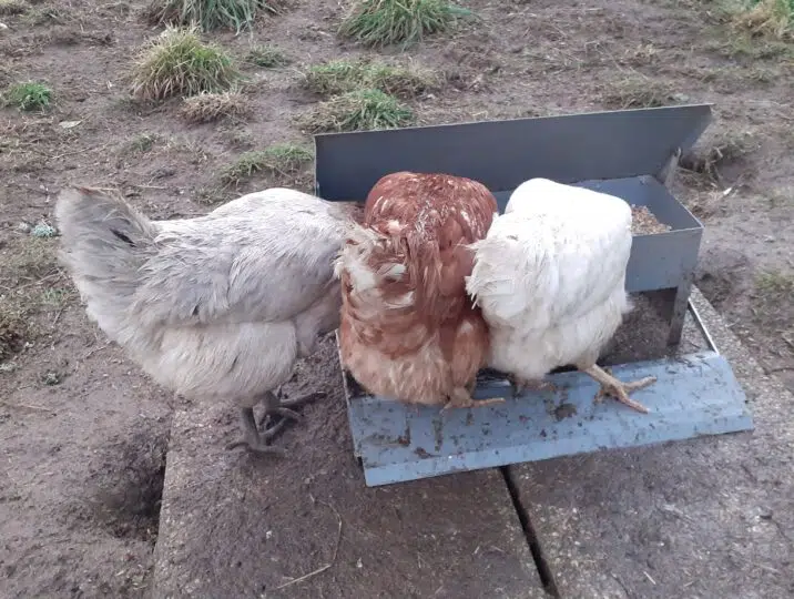 3 poules se regalent