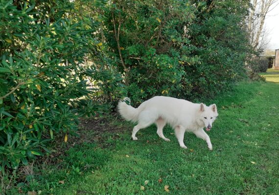 Saga le loup toujours à nos côtés
